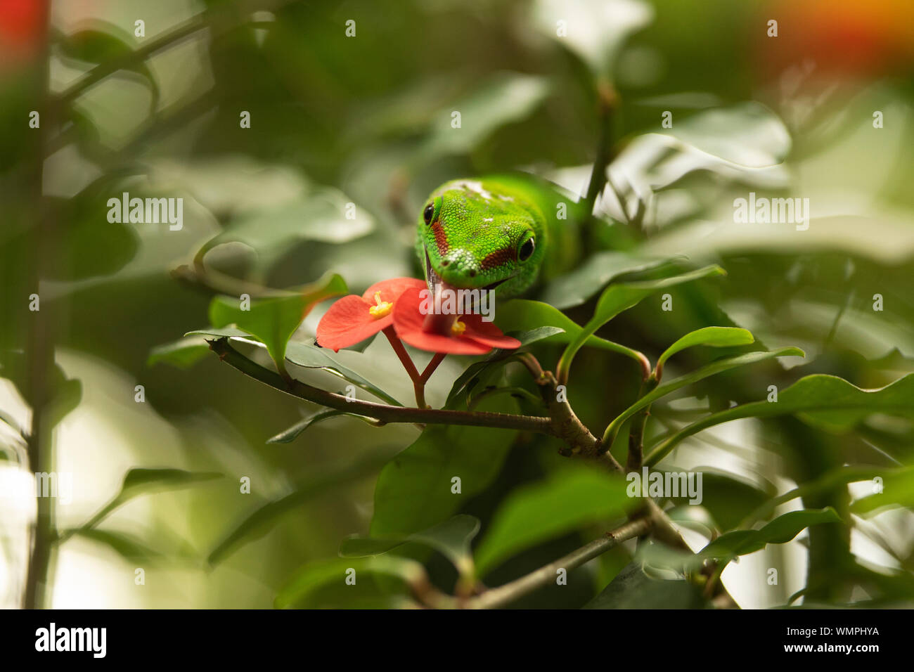 Ein Phelsuma grandis, oft auch Madagaskar-Riesen-Taggecko genannt, Trinkwasser aus einer roten Dornenkrone (Euphorbia milii). Stockfoto