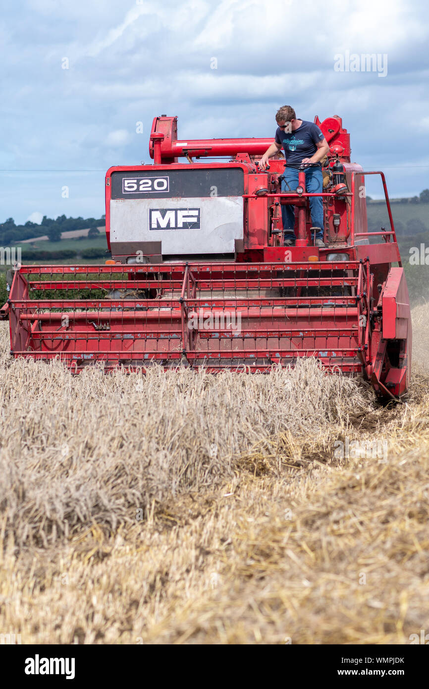 Haselbury Plucknet. Somerset. Vereinigtes Königreich. 18. August 2019. Ein vintage Massey Ferguson 520 Mähdrescher ist Weizen ernten An einem gestern farmi Stockfoto