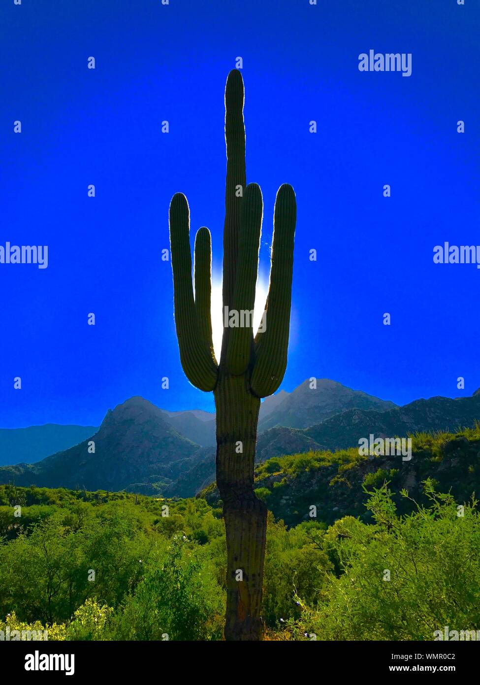 Kaktus auf Landschaft gegen den klaren Himmel Stockfoto