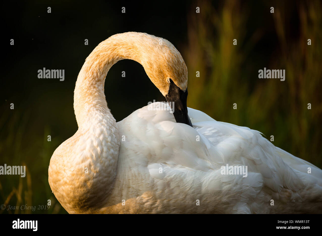 Trumpeter Swan Close-up Stockfoto