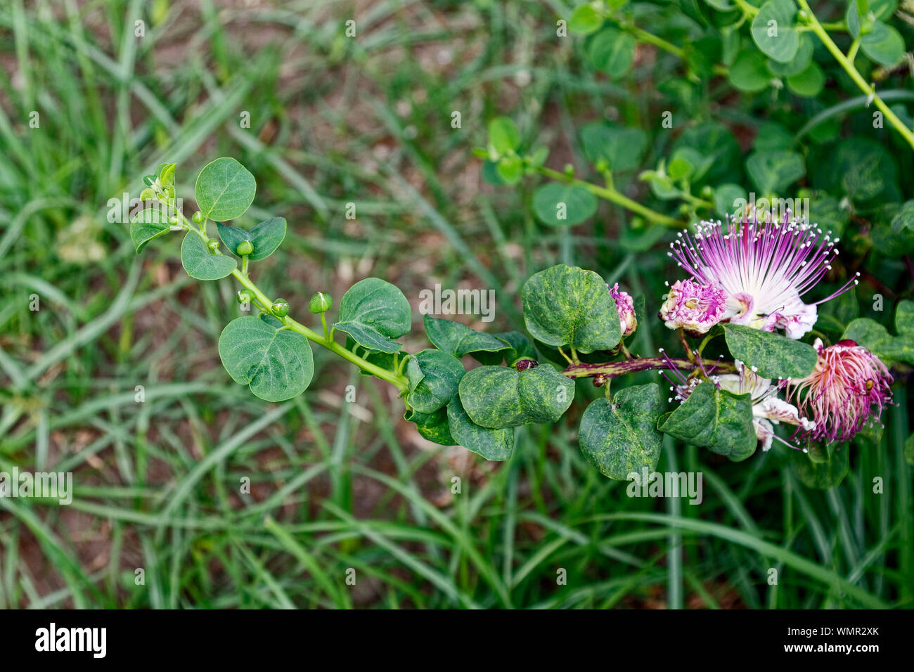 Caper Pflanze Zweig, Blüte, Blüten, Pflanzen, Lebensmittel, Gewürze, Blumen, Natur, Äolische Inseln; Europa; Isola Salina; Italien; Feder; horizontal Stockfoto