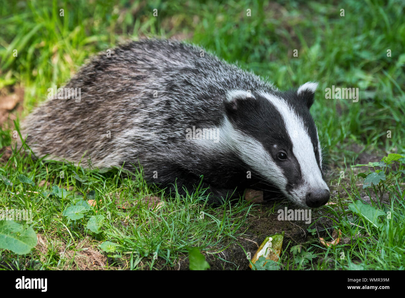 Europäischen Dachs (Meles meles) Jugendliche auf Nahrungssuche im Gras/Wiese und auf der Suche nach Insekten, Larven und Regenwürmer Stockfoto