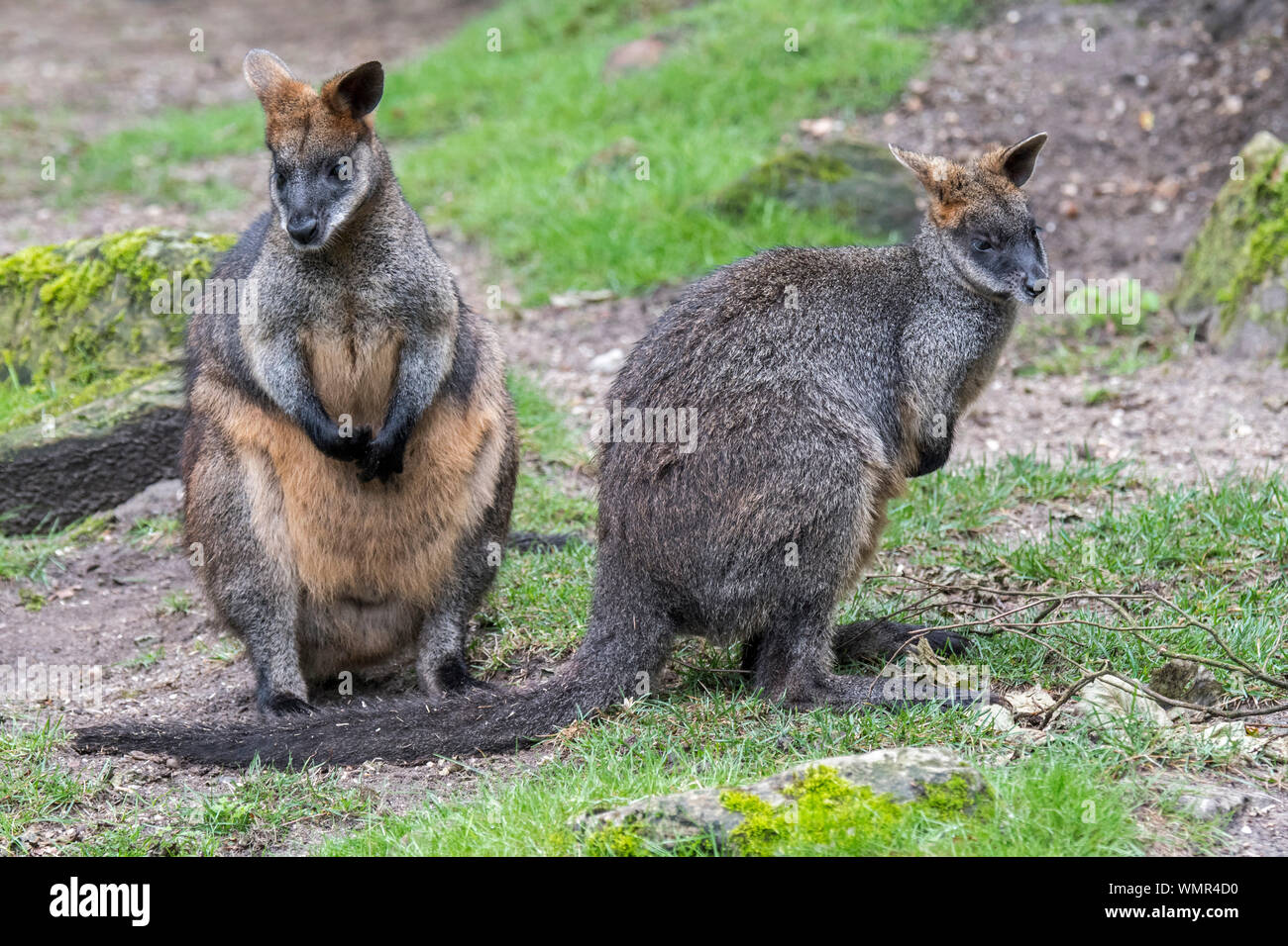 Zwei Sumpf Wallabies/Schwarz/Schwarz-angebundenen Wallaby Wallaby/farn Wallaby (Wallabia bicolor) in Australien Stockfoto