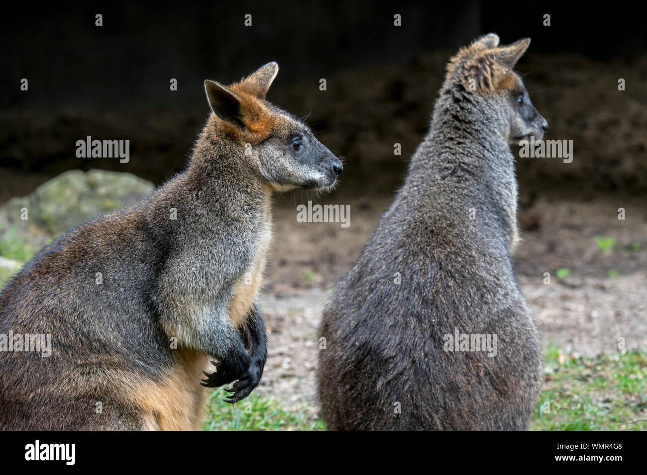 Zwei Sumpf Wallabies/Schwarz/Schwarz-angebundenen Wallaby Wallaby/farn Wallaby (Wallabia bicolor) in Australien Stockfoto