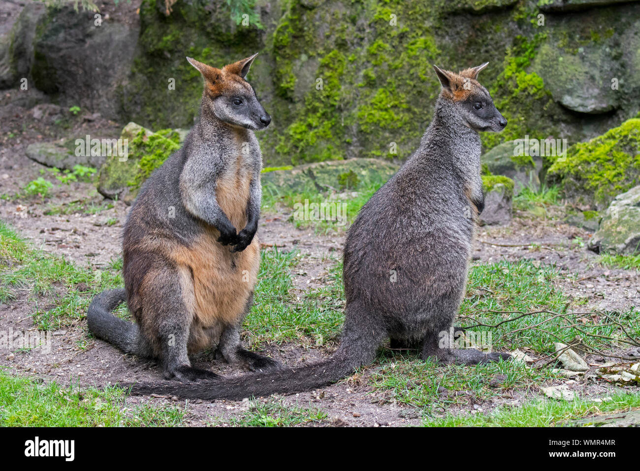 Zwei Sumpf Wallabies/Schwarz/Schwarz-angebundenen Wallaby Wallaby/farn Wallaby (Wallabia bicolor) in Australien Stockfoto