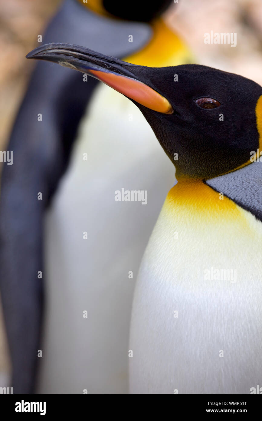 Königspinguin Stockfoto