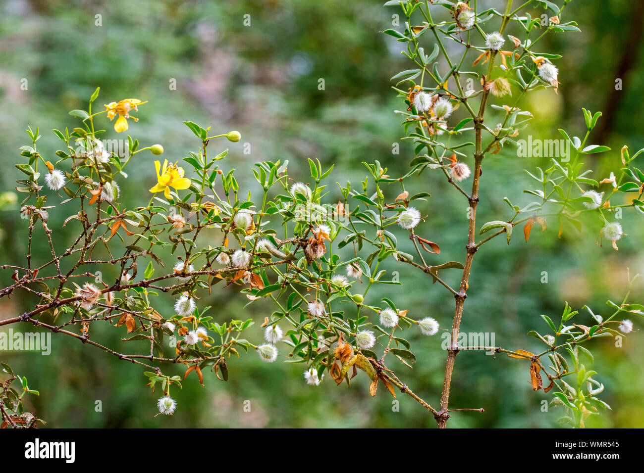 Kreosot Bush/greasewood/Chaparral (Larrea tridentata) Close-up von Blättern und Früchten/weiß Samenkapseln, beheimatet in Nordamerikanischen Wüsten Stockfoto