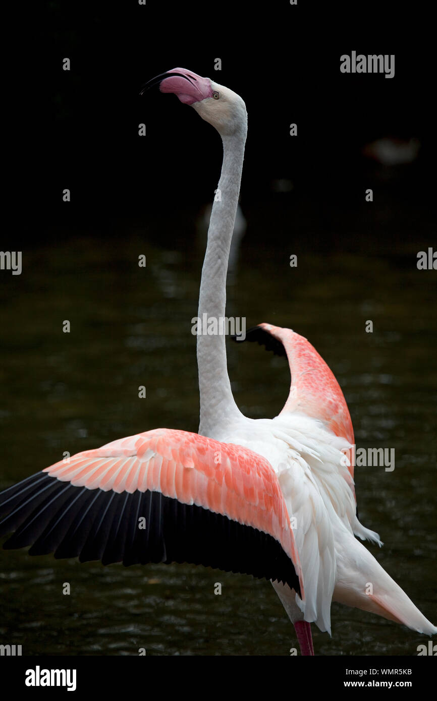 Mehr flamingo Flügel aus Stockfoto