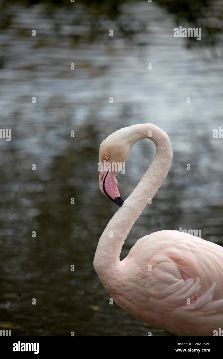 Einzelne größere Flamingo Stockfoto