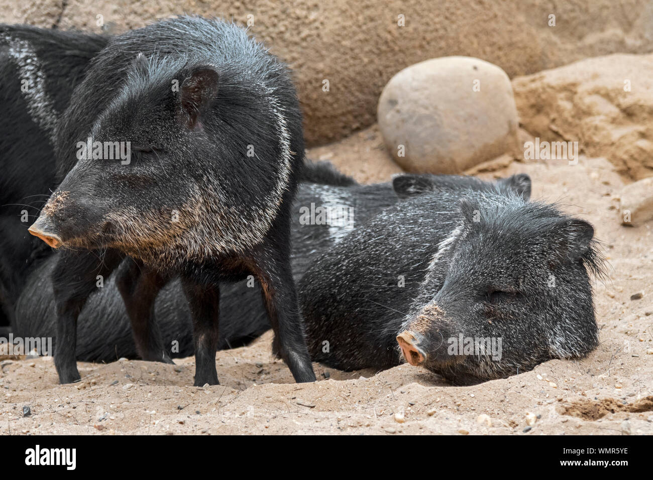 Collared Pekaris/Javelinas (Pecari tajacu/Sus tajacu) Gruppe in der Wüste ruhen, beheimatet in Nord-, Mittel- und Südamerika Stockfoto