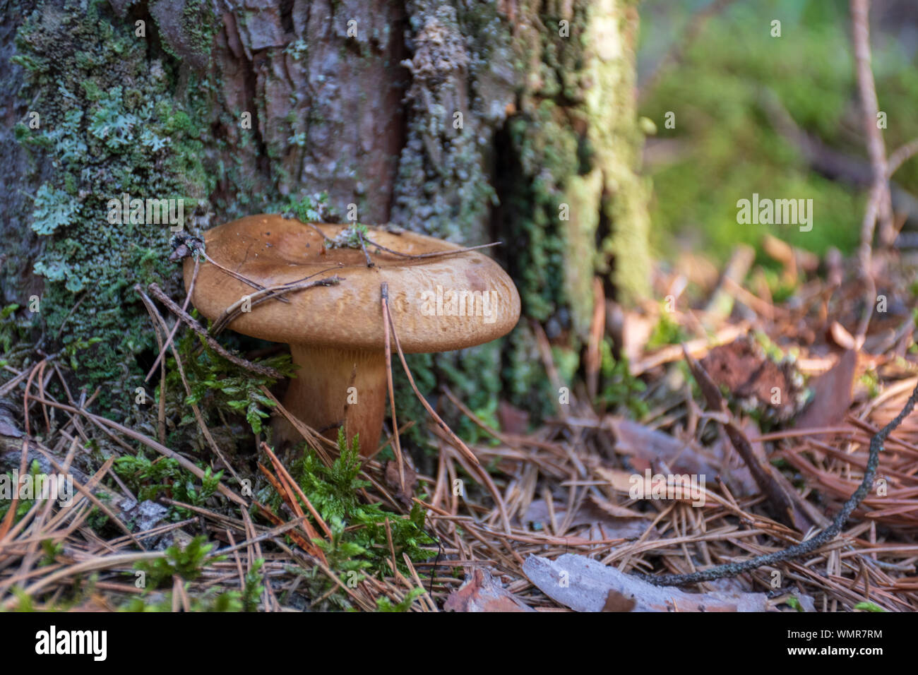 Bärtige milkcap Pilzzucht in der Nähe von Pine Tree Trunk Stockfoto