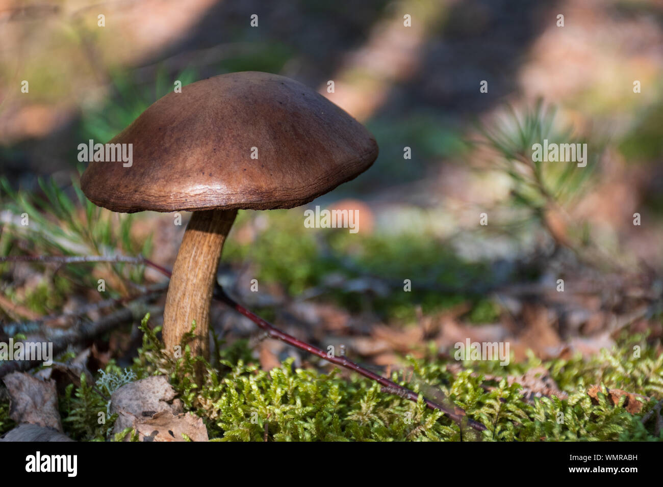 Braun Pilz im Wald unter Moss Stockfoto