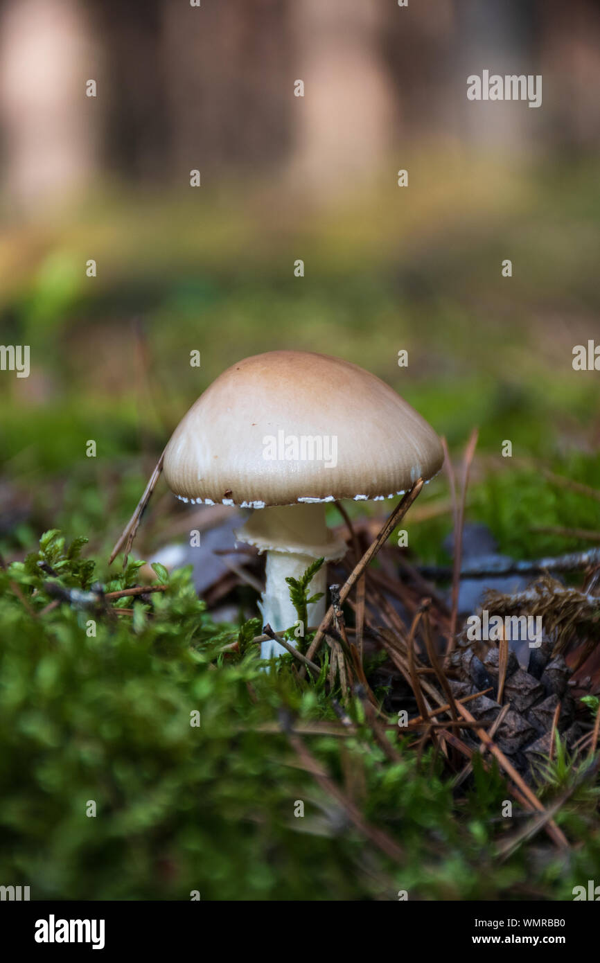 Leucoagaricus giftige Pilze im Wald unter Moos, vertikal Stockfoto
