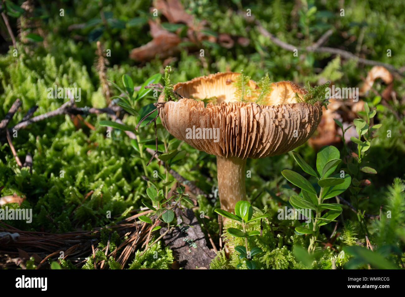 Alte psathyrella Pilzzucht unter Moss Stockfoto