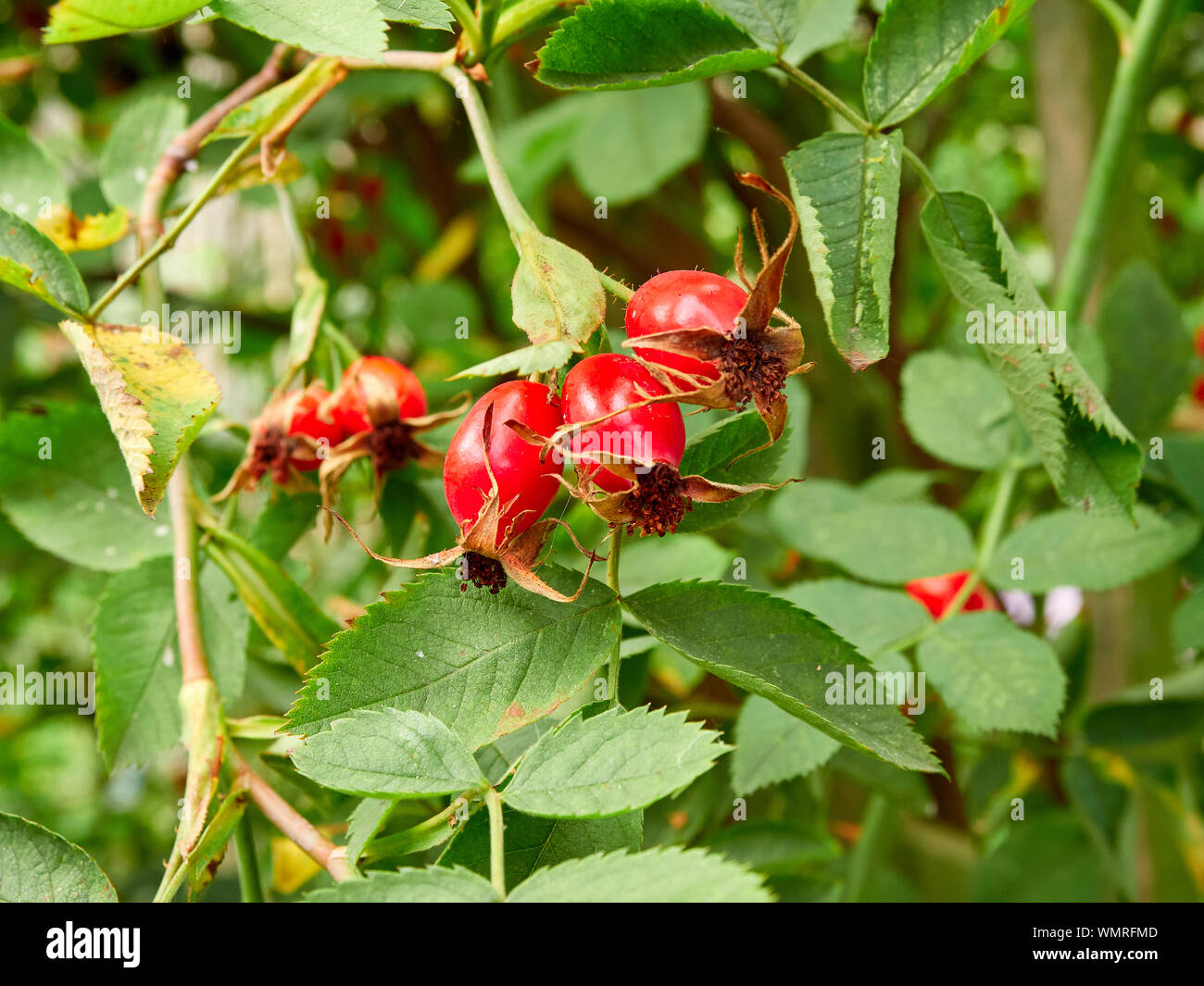 Rote Hagebutten wachsen auf einer Rose in einem Cottage Garten, Samen, Früchte von Rosa Stockfoto
