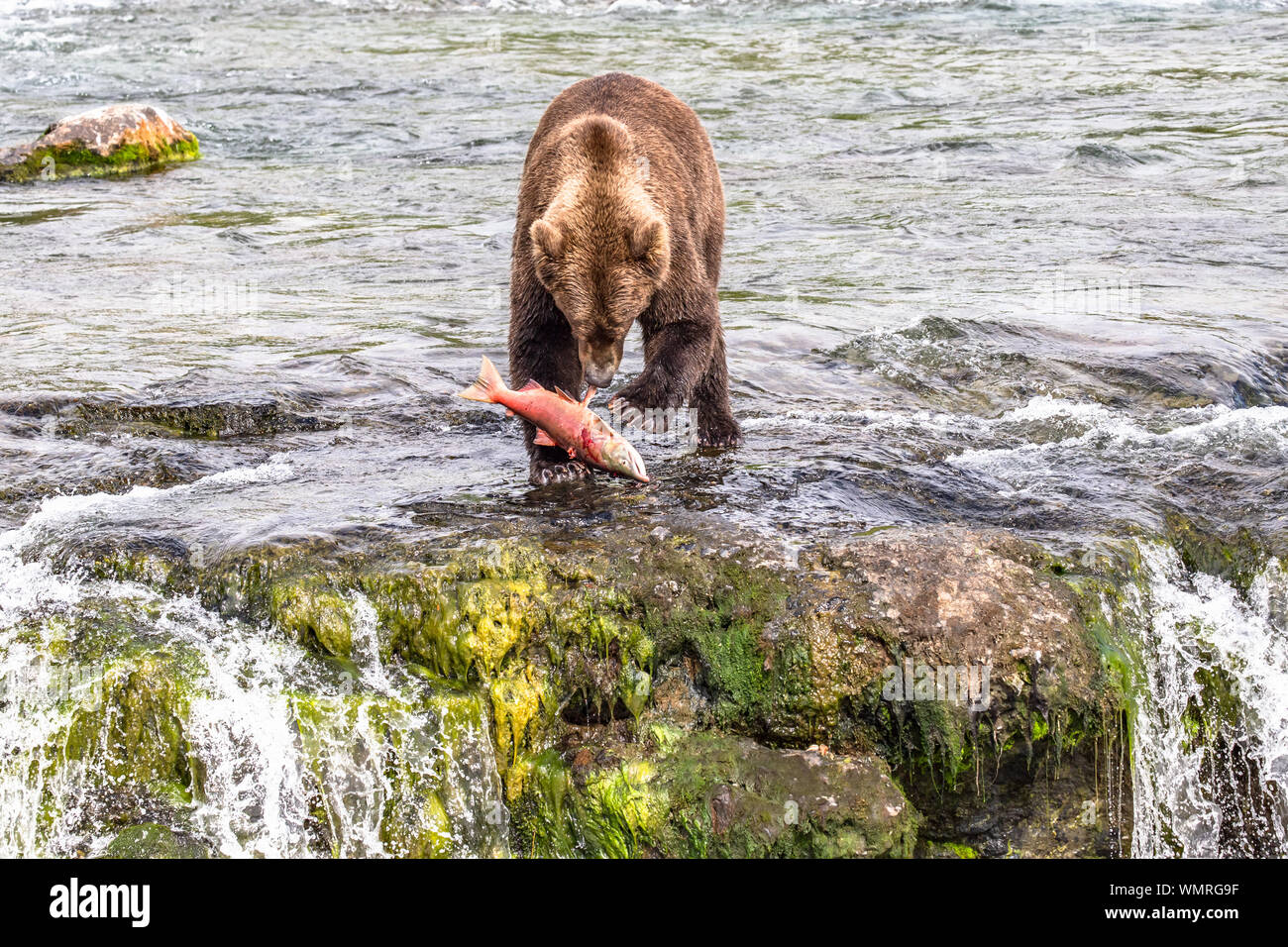 Grizzly Bär mit Fisch bereit zu essen Stockfoto