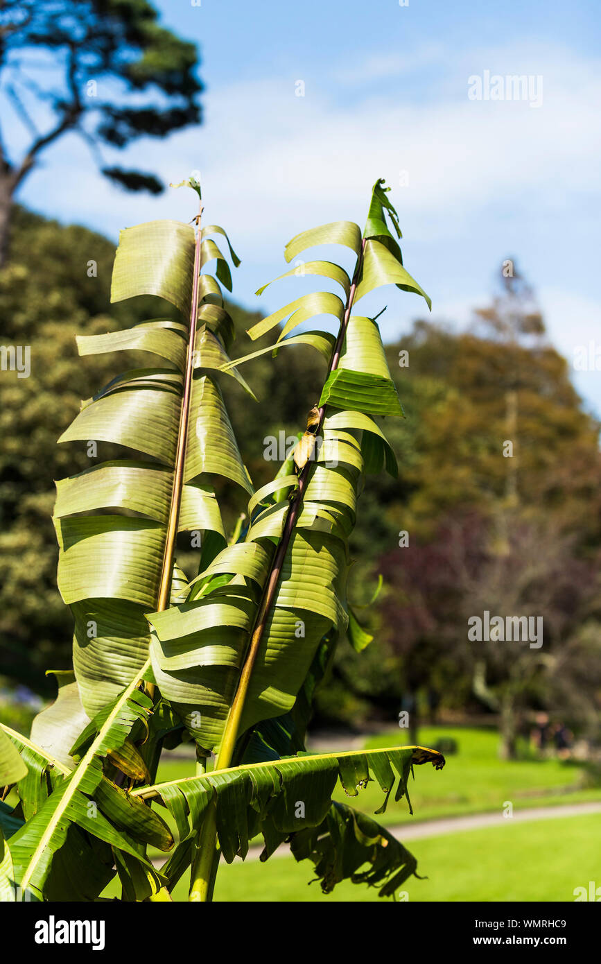 Japanische Bananenstaude Musa basjoo lässt sich durch hohe starker Wind in Trenance Park in Newquay in Cornwall beschädigt. Stockfoto