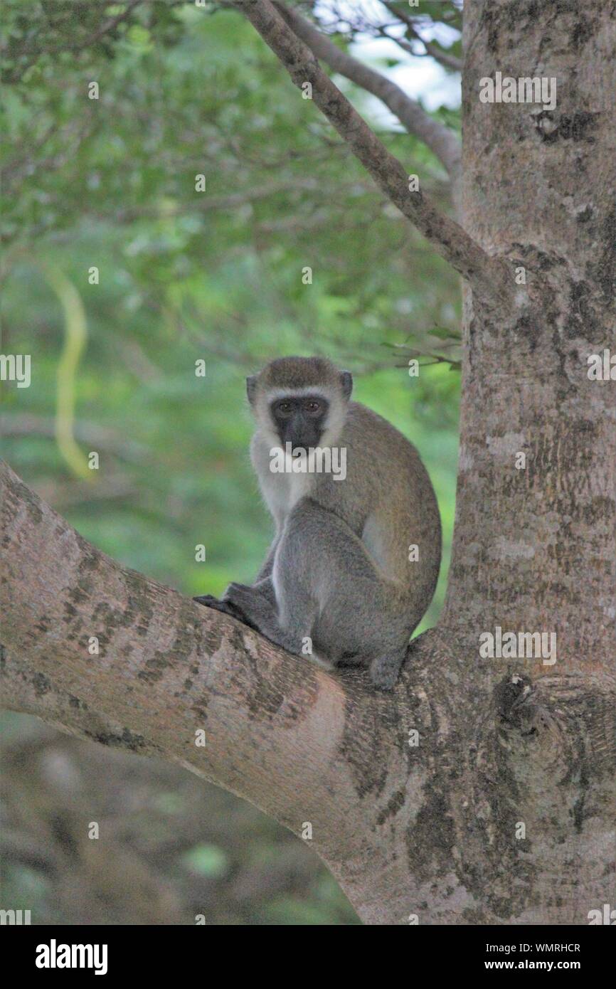 Meerkatze (Cercopithecus aethiops) in der Nähe von Diani, Kwale District, Kenia Stockfoto