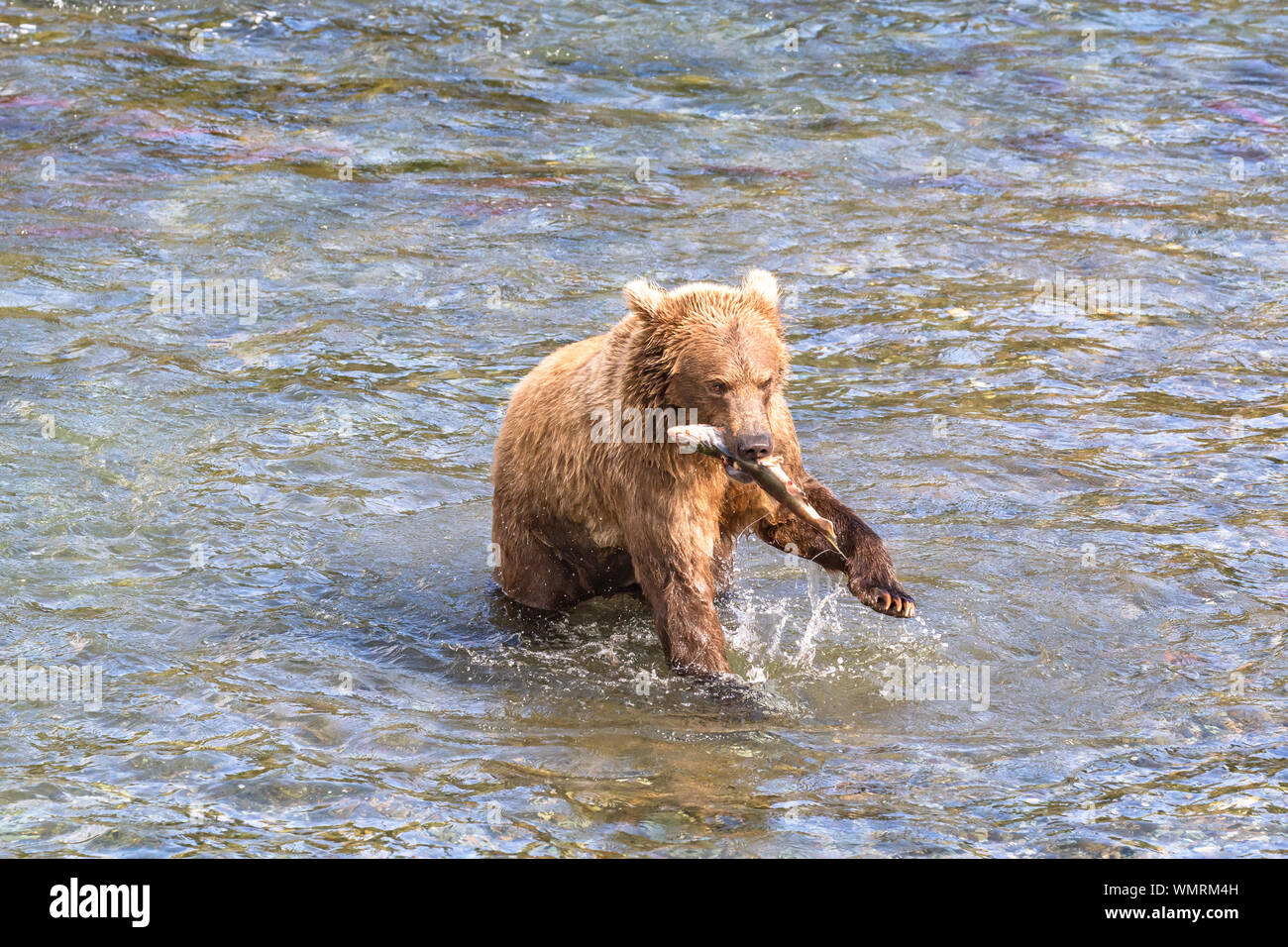 Grizzly Bär fängt Fisch- und Spritzwasser durch Fluss Stockfoto