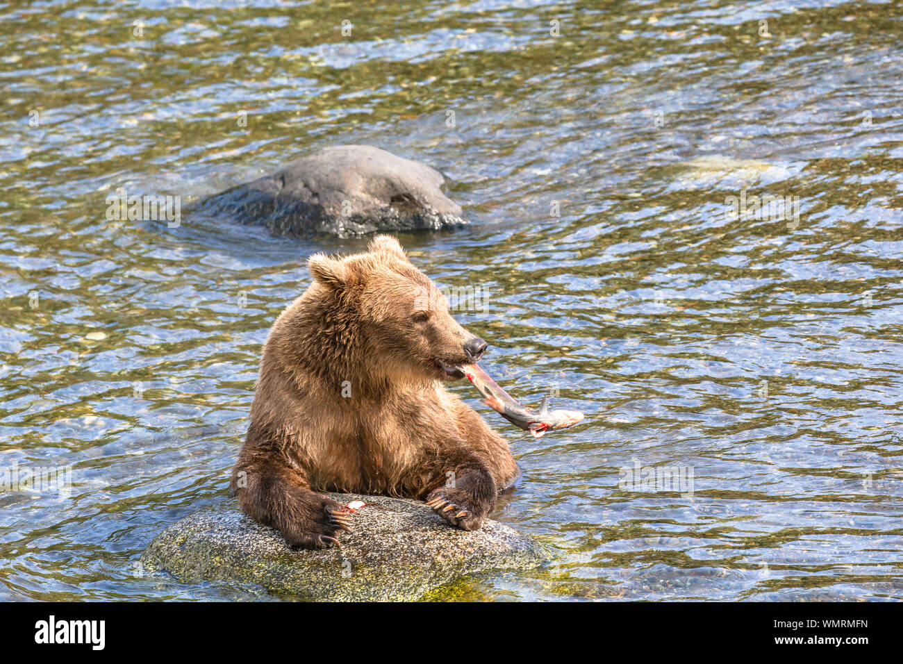 Grizzly Bär schaukeln Fisch, wie er sich vorbereitet zu essen Stockfoto
