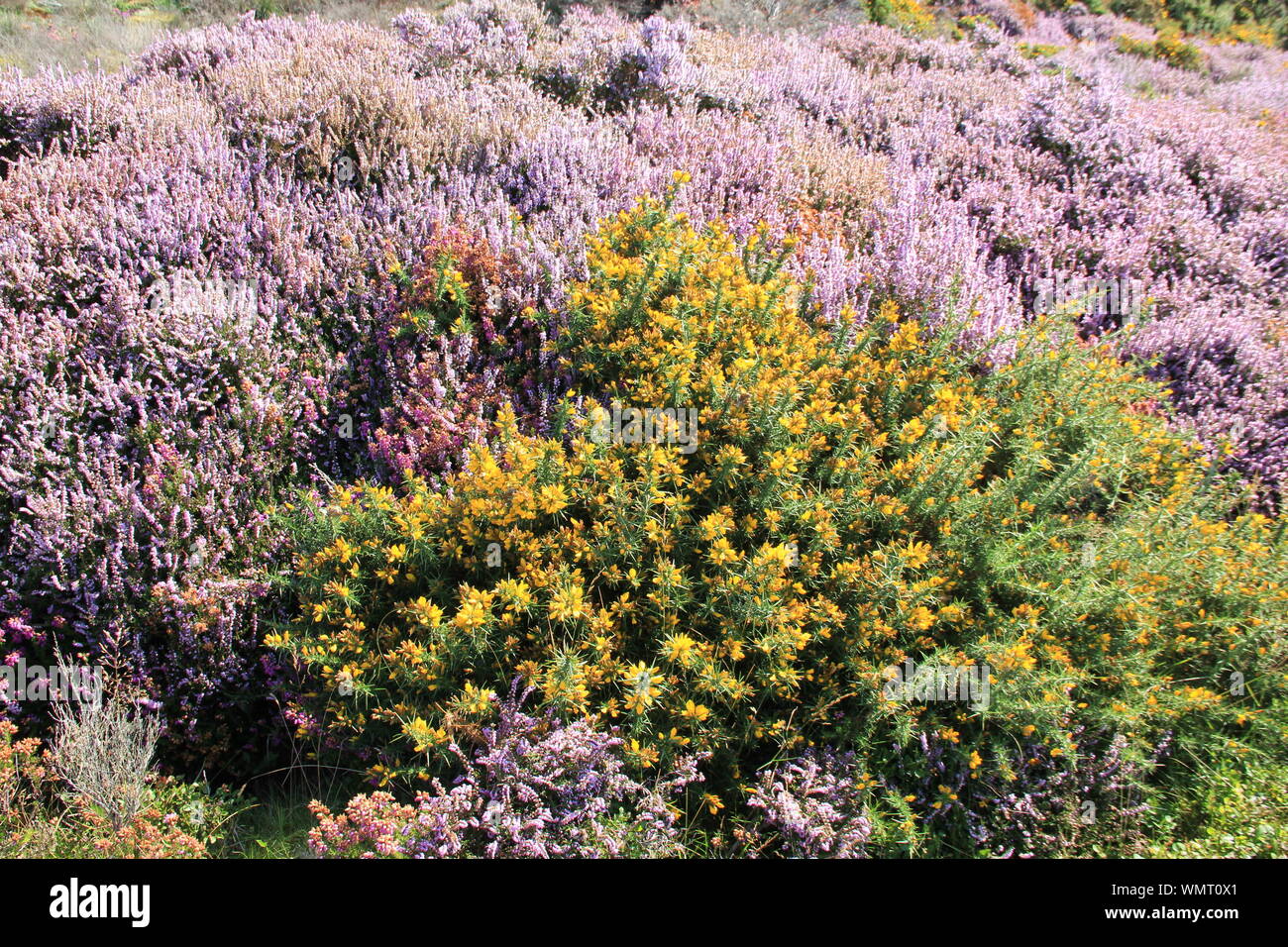 Penmaenmawr, North Wales. Vereinigtes Königreich Stockfoto