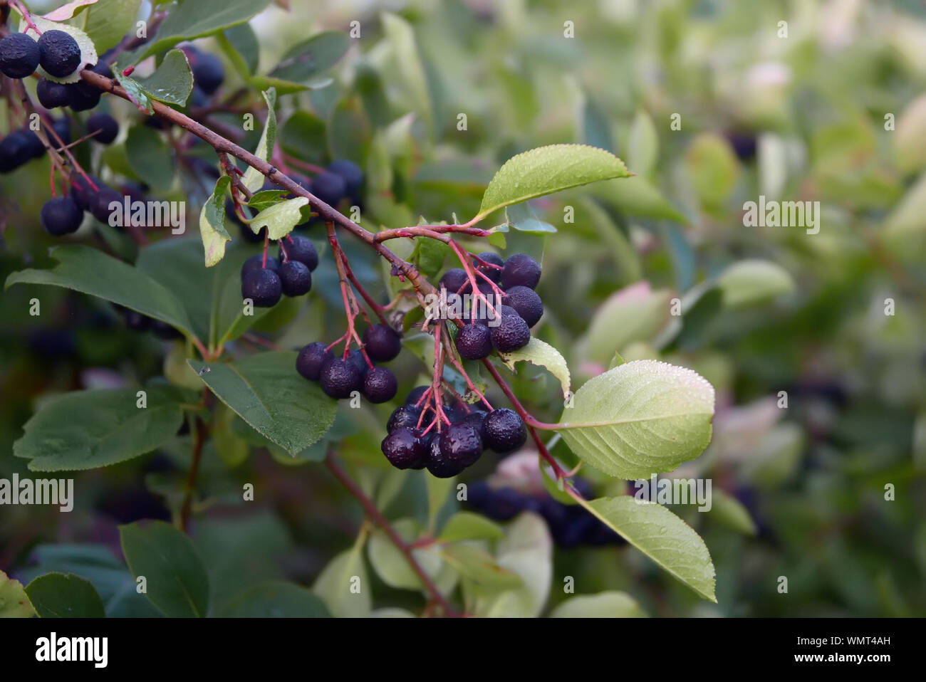 Aronia Strauch Stockfotos und bilder Kaufen Alamy