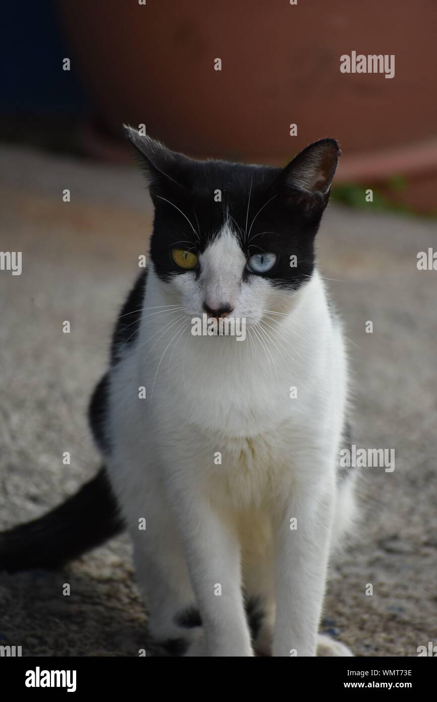 Close-up Portrait von Cat mit verschiedenfarbigen Augen Stockfoto