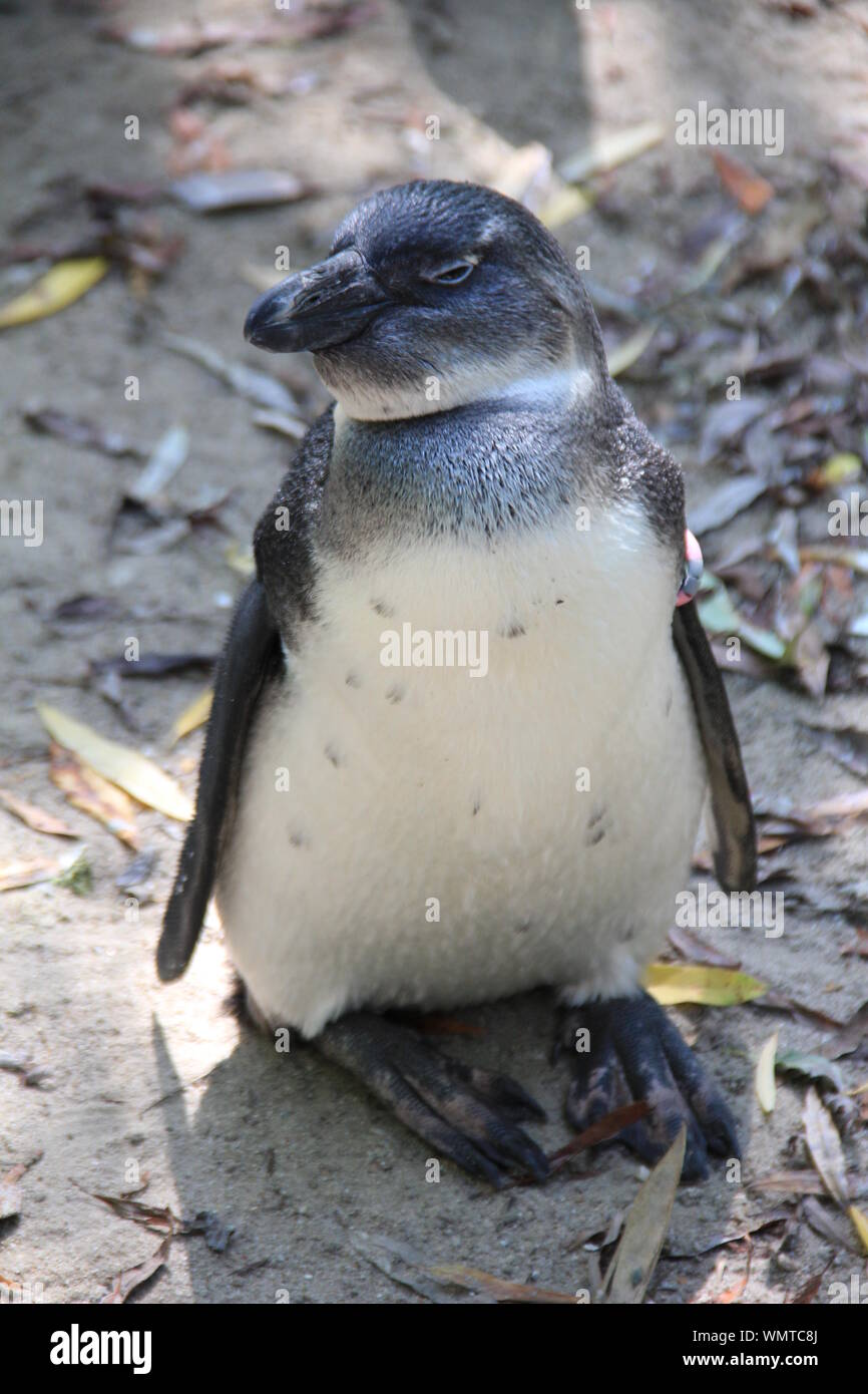 Afrikanische Pinguin im Zoo Park Overloon Stockfoto