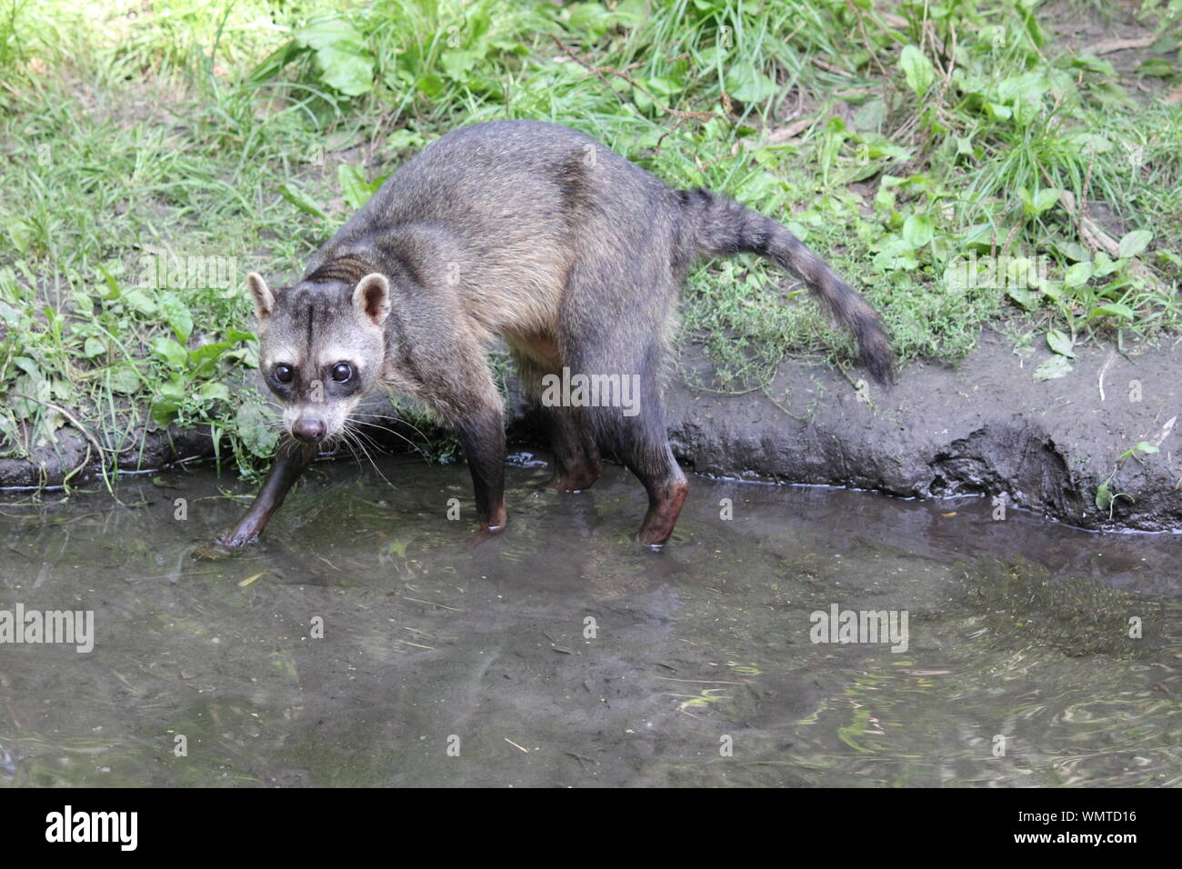 Krabbe - Essen Waschbär in Overloon Zoo in den Niederlanden Stockfoto