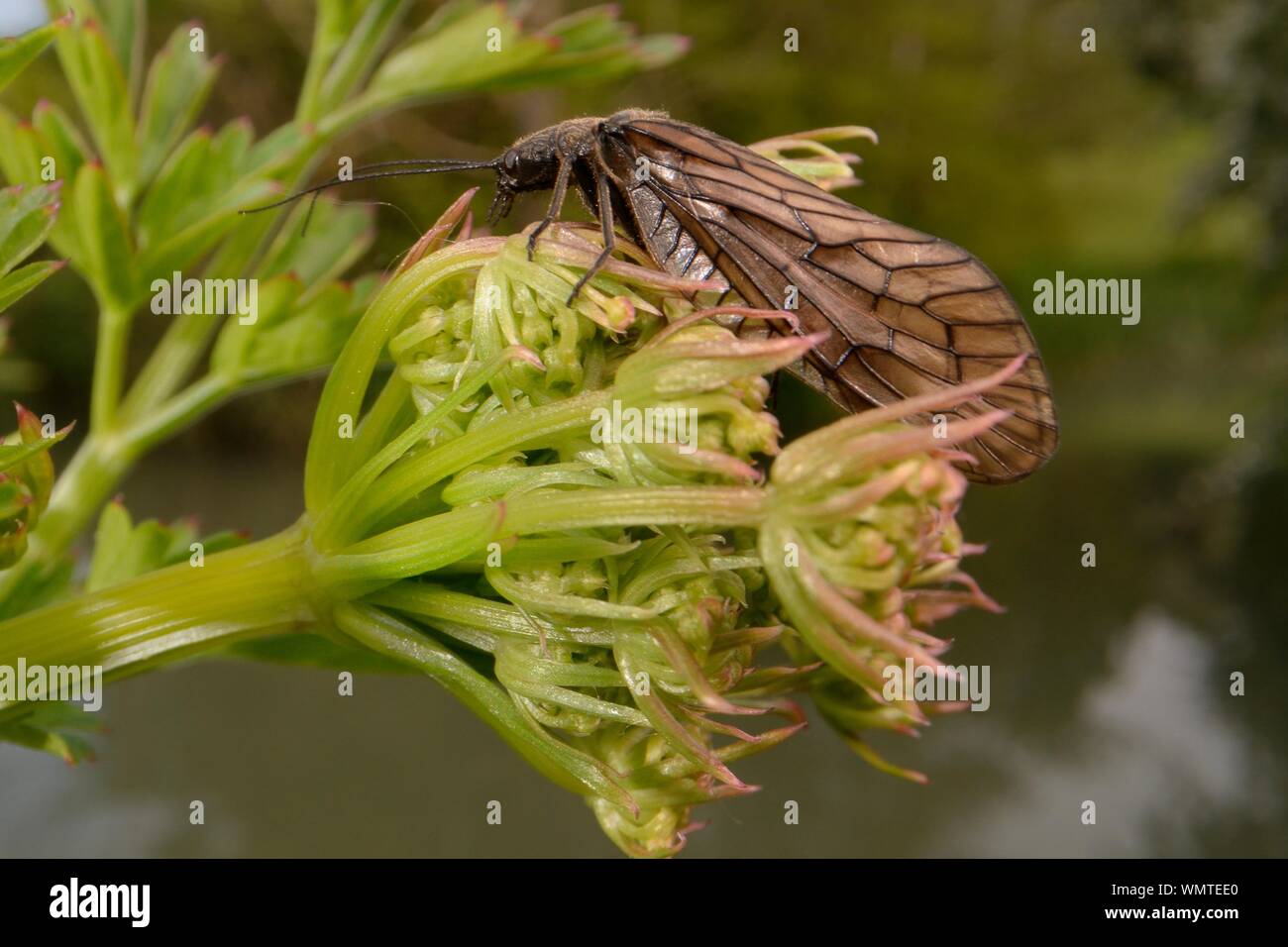 Erle fliegen (Sialis sp.) ruht auf Riverside Dolde flowerbuds, Wiltshire, UK, Mai. Stockfoto