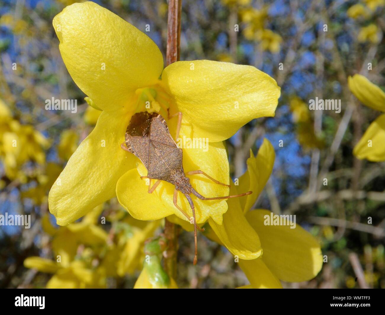 Gonocerus acuteangulatus, Bug () auf Forsythia Blume in einem Garten, Wiltshire, UK, März. Stockfoto