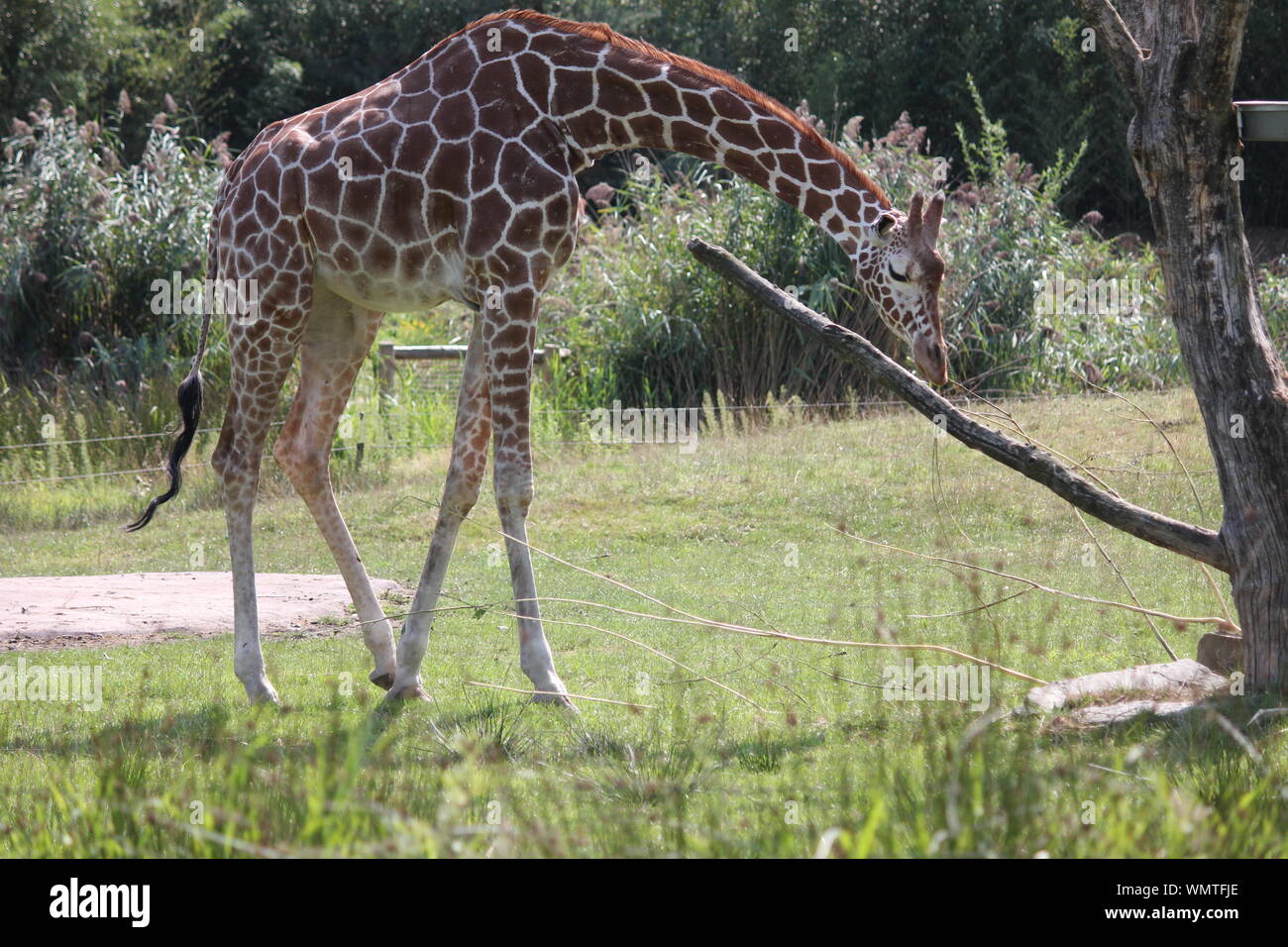 Giraffe in Overloon Zoo Stockfoto