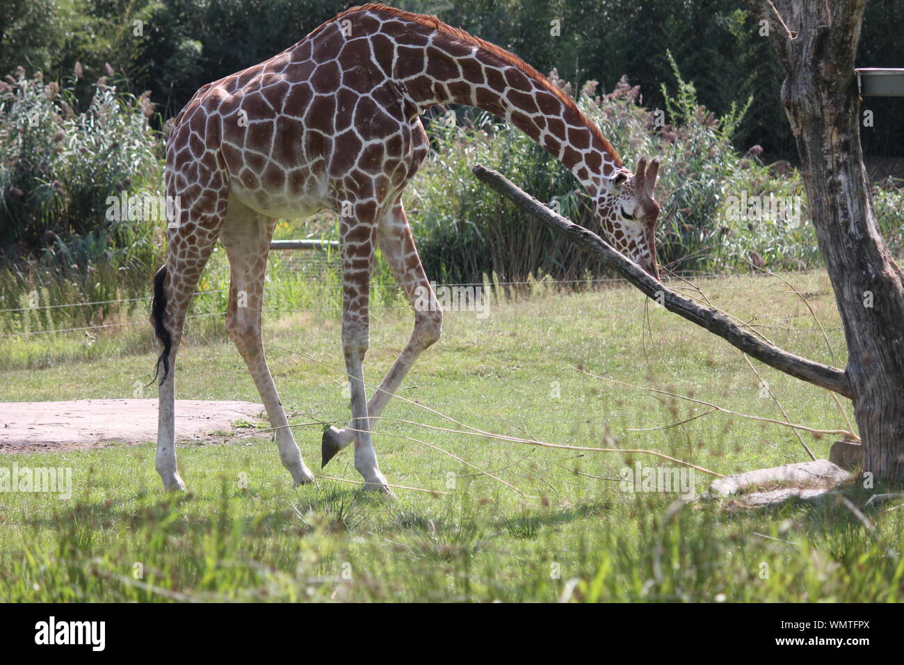 Giraffe in Overloon Zoo Stockfoto