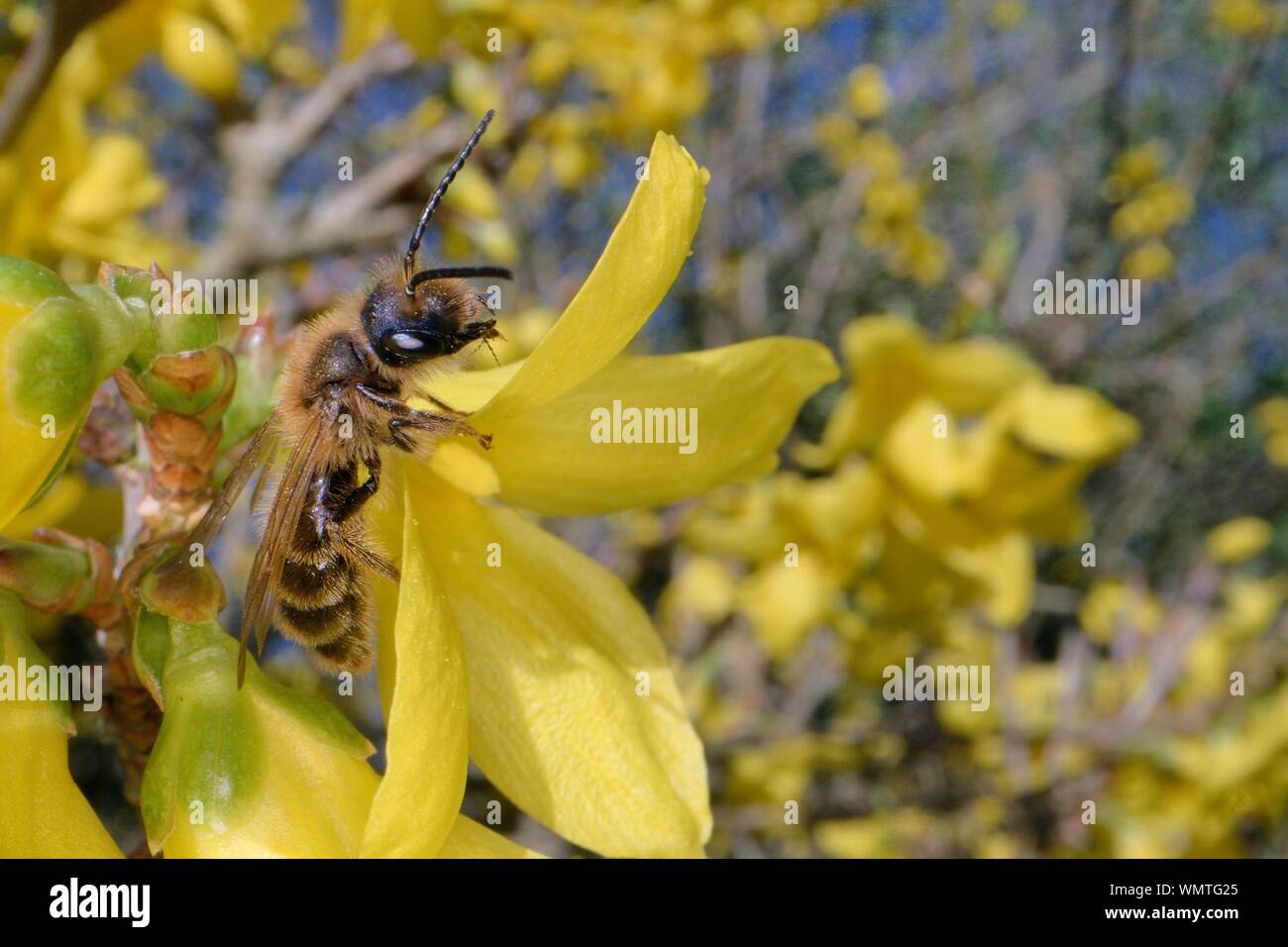 Schokolade/Hawthorn Bergbau Biene (Andrena scotica) sonnen auf einer Forsythia Bush, Wiltshire, UK, März. Stockfoto