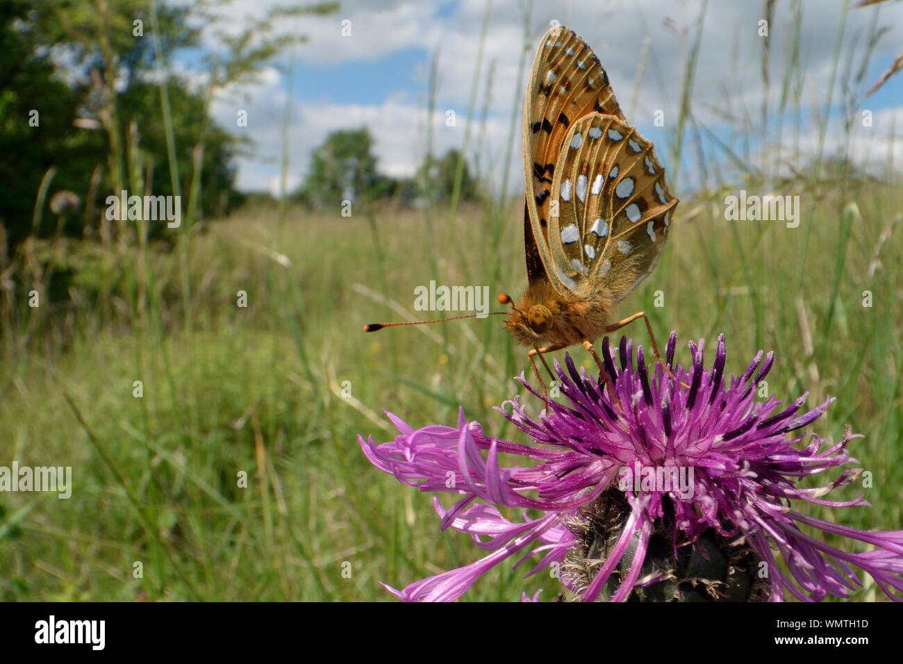 Dunkelgrün Fritillaryschmetterling (ceriagrion Doris) Fütterung auf eine größere Flockenblume Blume (Centaurea scabiosa) in einer Kreide Grünland Wiese, Wiltshire, Großbritannien Stockfoto