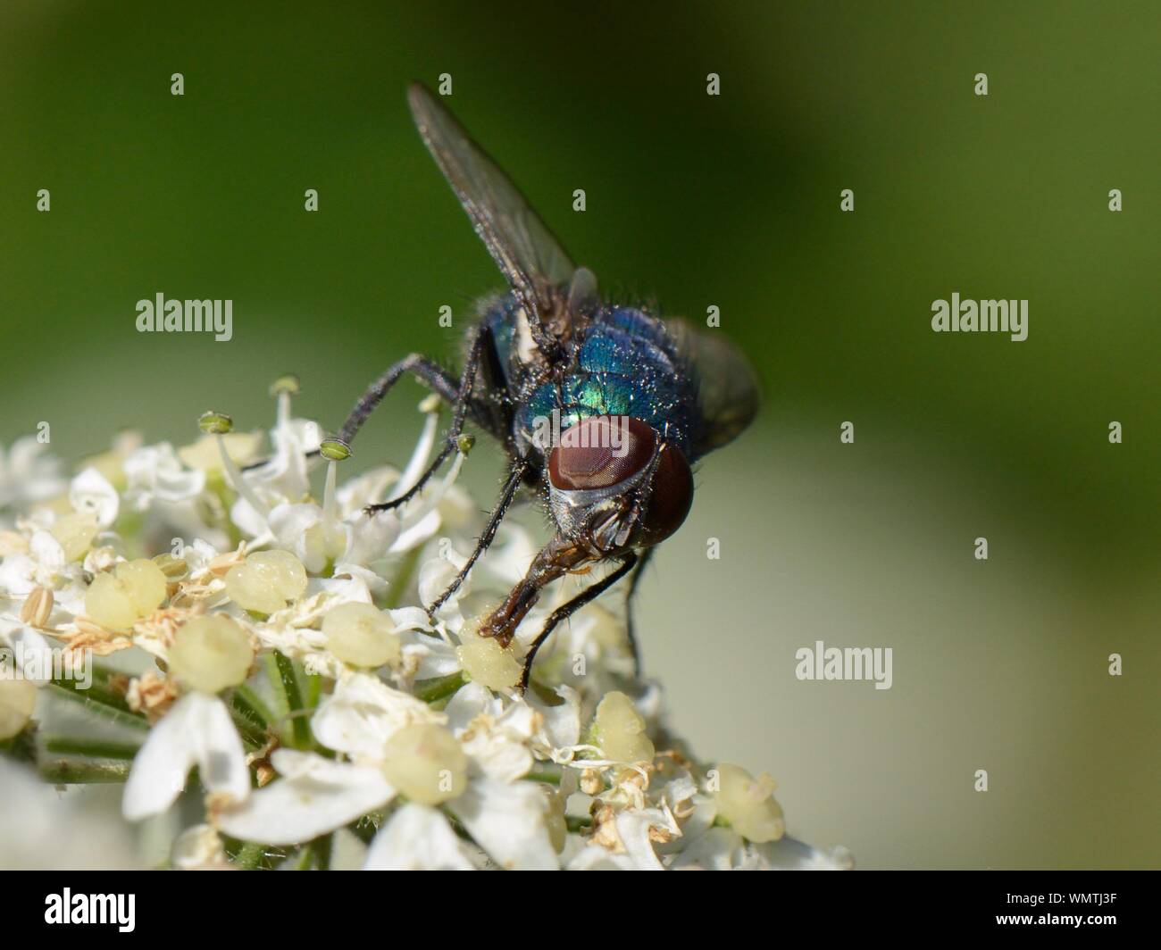 (Greenbottle/Schmeißfliege Lucilia sp.) nectaring auf einen Gemeinsamen scharfkraut (Heracleum sphondylium) flowerhead in einer Wiese, Wiltshire, UK, Juni. Stockfoto