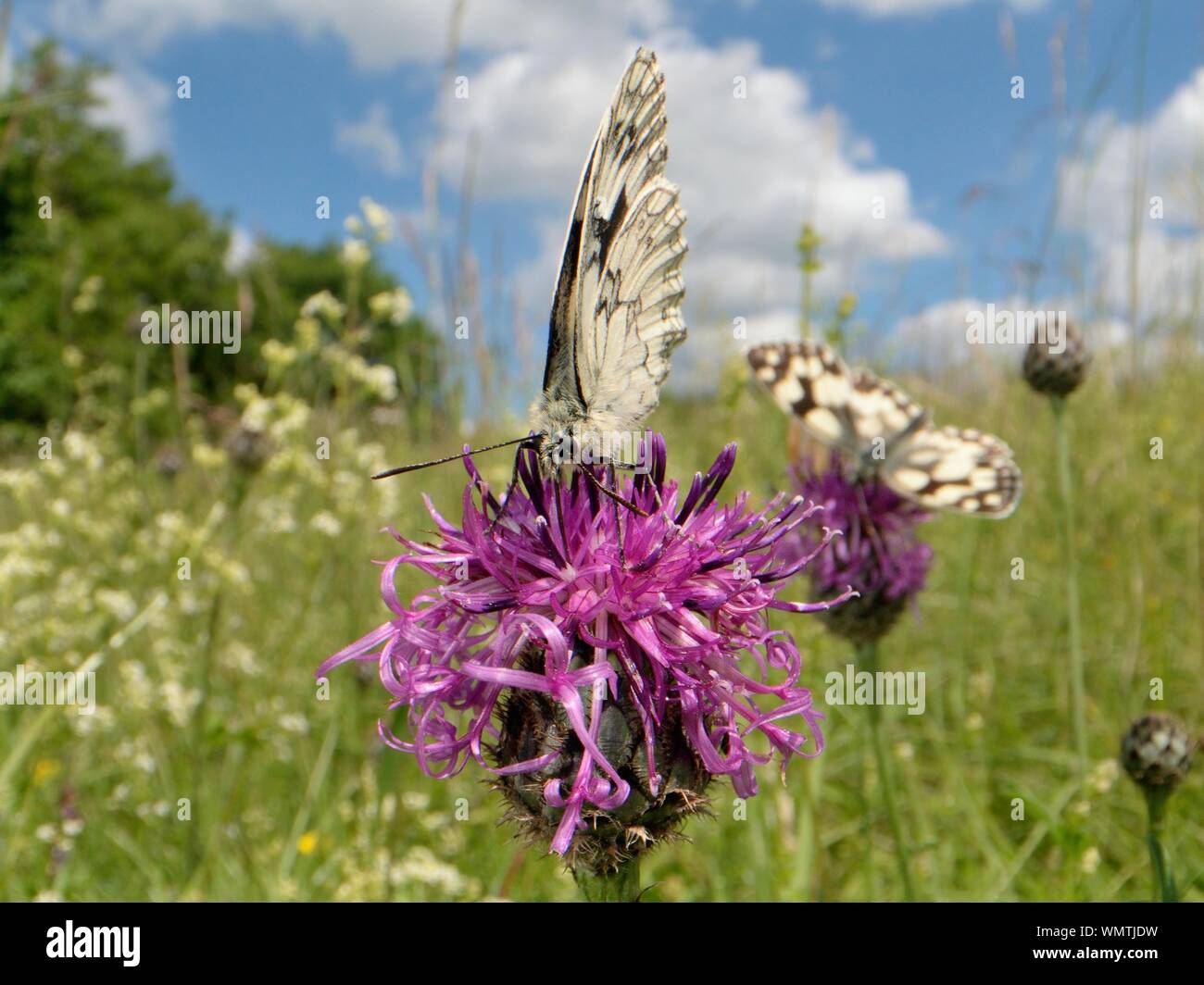 Zwei Schmetterlinge Schachbrettfalter (Melanargia galathea) nectaring auf größere Flockenblume (Centaurea scabiosa Blumen) in einer Kreide Grünland Wiese, Wiltshire, Stockfoto