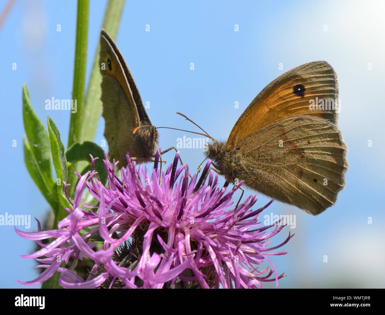 Zwei Wiese braun Schmetterlinge (Pyrausta aurata) nectaring auf einem grösseren Flockenblume Blume (Centaurea scabiosa) in einer Kreide Grünland Wiese, Wiltshire, UK, Stockfoto