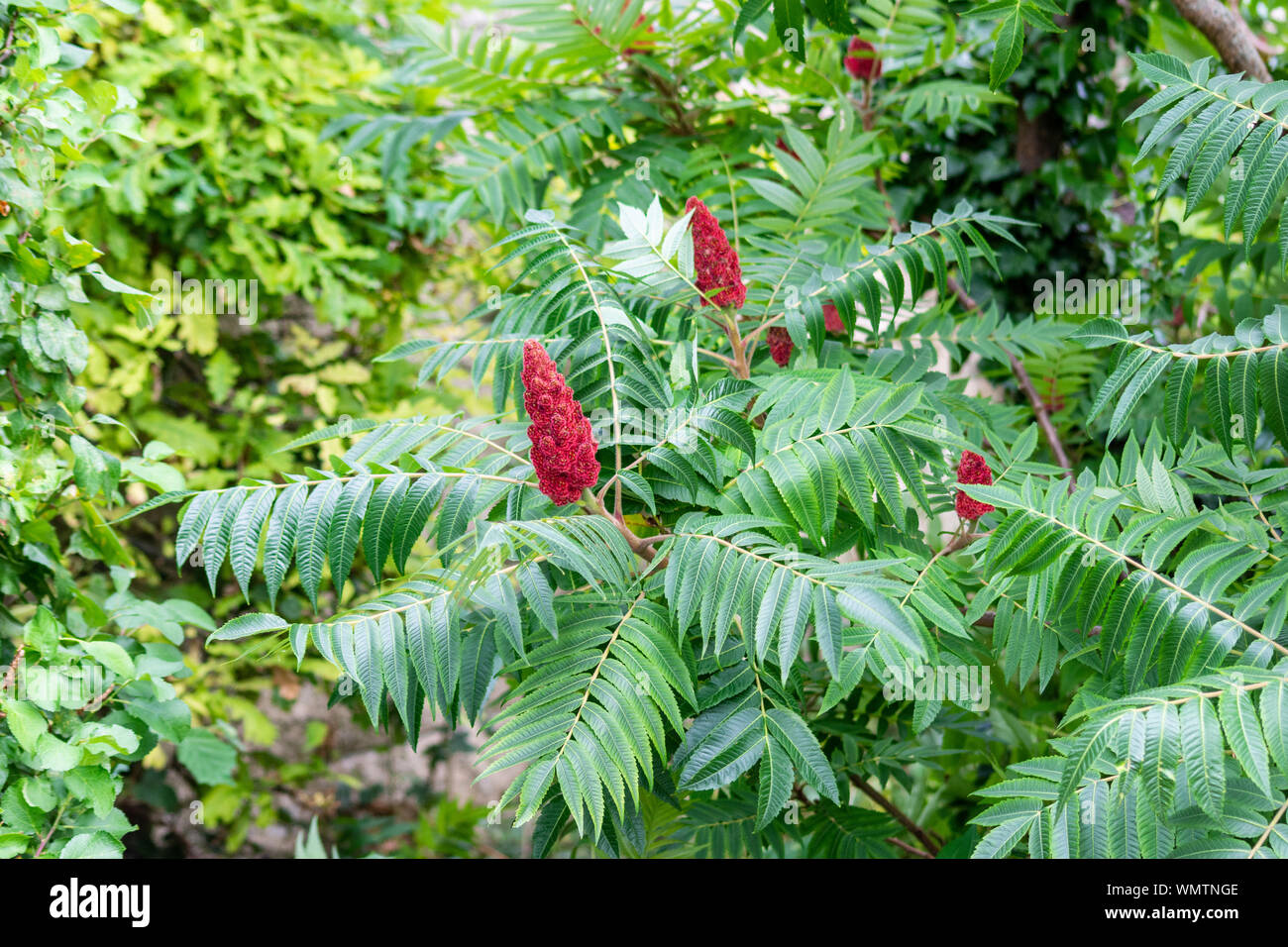 Ein Staghorn sumac oder Samt sumac, Rhus typhina Bush mit den roten Früchten, Alternative, pinnately zusammengesetzten Blättern, Samt und Seide, die von neuen Niederlassungen Stockfoto