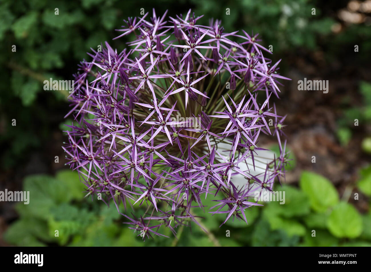 Stern von Persien in Kaisaniemi botanischer Garten in Helsinki, Finnland Stockfoto