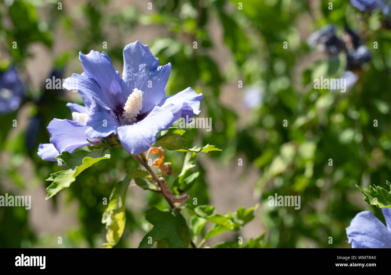 Blume auf ein hibiskus Werks an einem sonnigen Tag Stockfoto