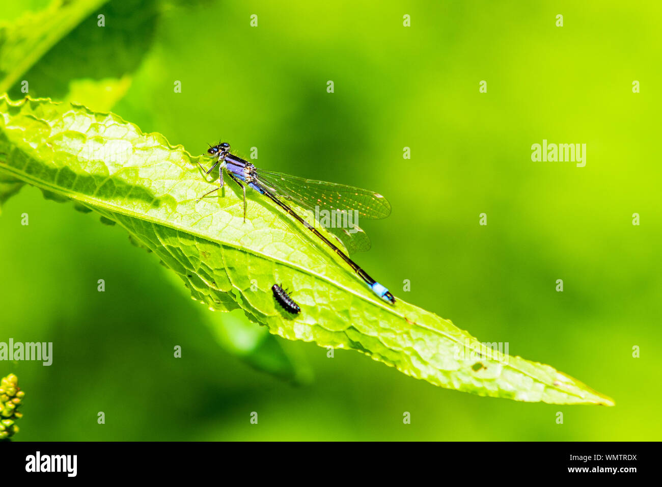 Eine weibliche Blue-tailed Damselfly Ischnura elegans auf einem Blatt thront, die violette Farbe Form violacea Stockfoto