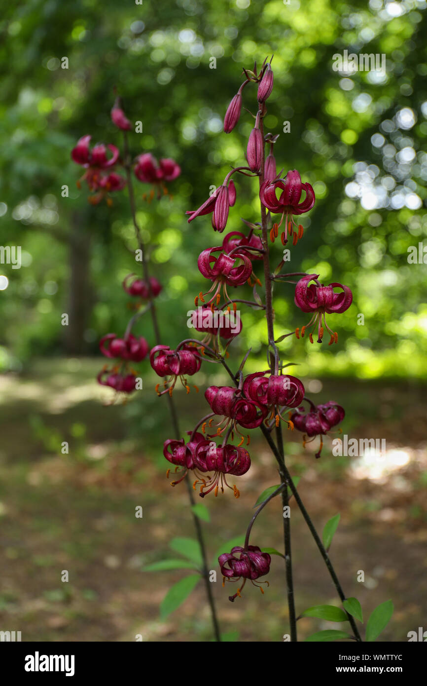 Martagon hybrid Lilien in Kaisaniemi botanischer Garten in Helsinki, Finnland Stockfoto