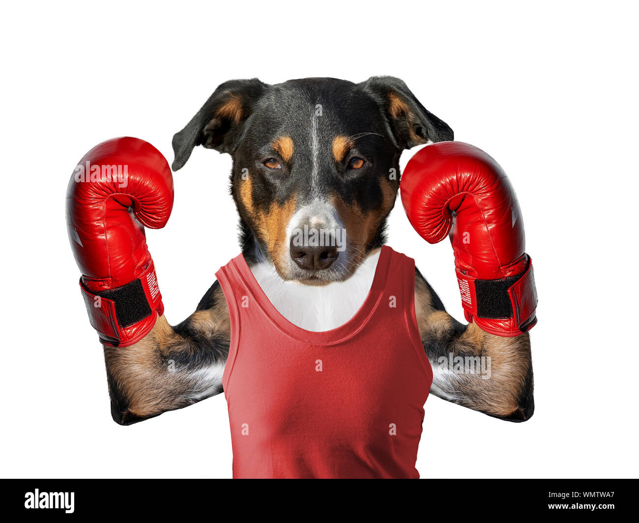 Boxing Hund auf weißem Hintergrund isoliert in Boxhandschuh Stockfoto
