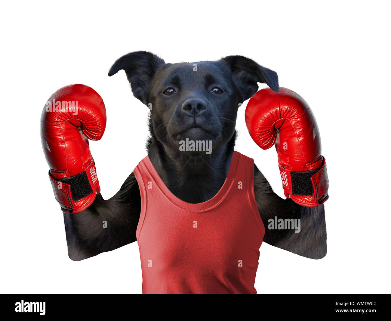 Boxing Hund auf weißem Hintergrund isoliert in Boxhandschuh Stockfoto