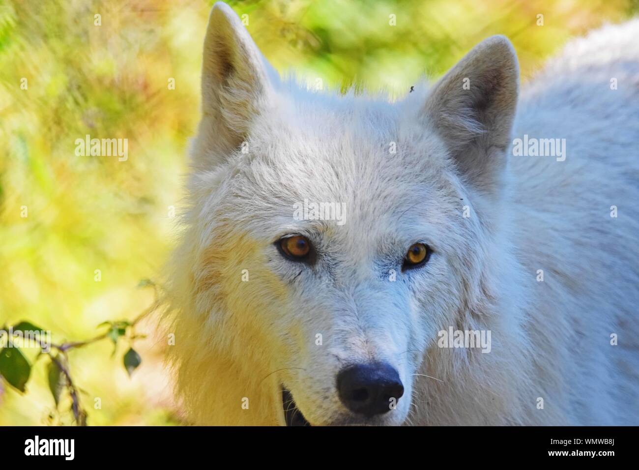 White Wolf im Osten Kanadas. Stockfoto