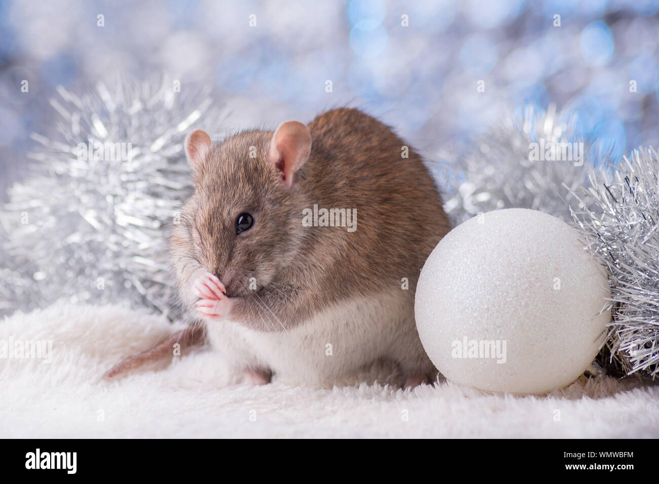 Neues Jahr Konzept. Cute white inländischen Ratte im Dekor ist ein neues Jahr. Symbol für das Jahr 2020 ist eine Ratte. Geschenke, Spielzeug, Girlanden, Weihnachtsbaum, Zweige Stockfoto