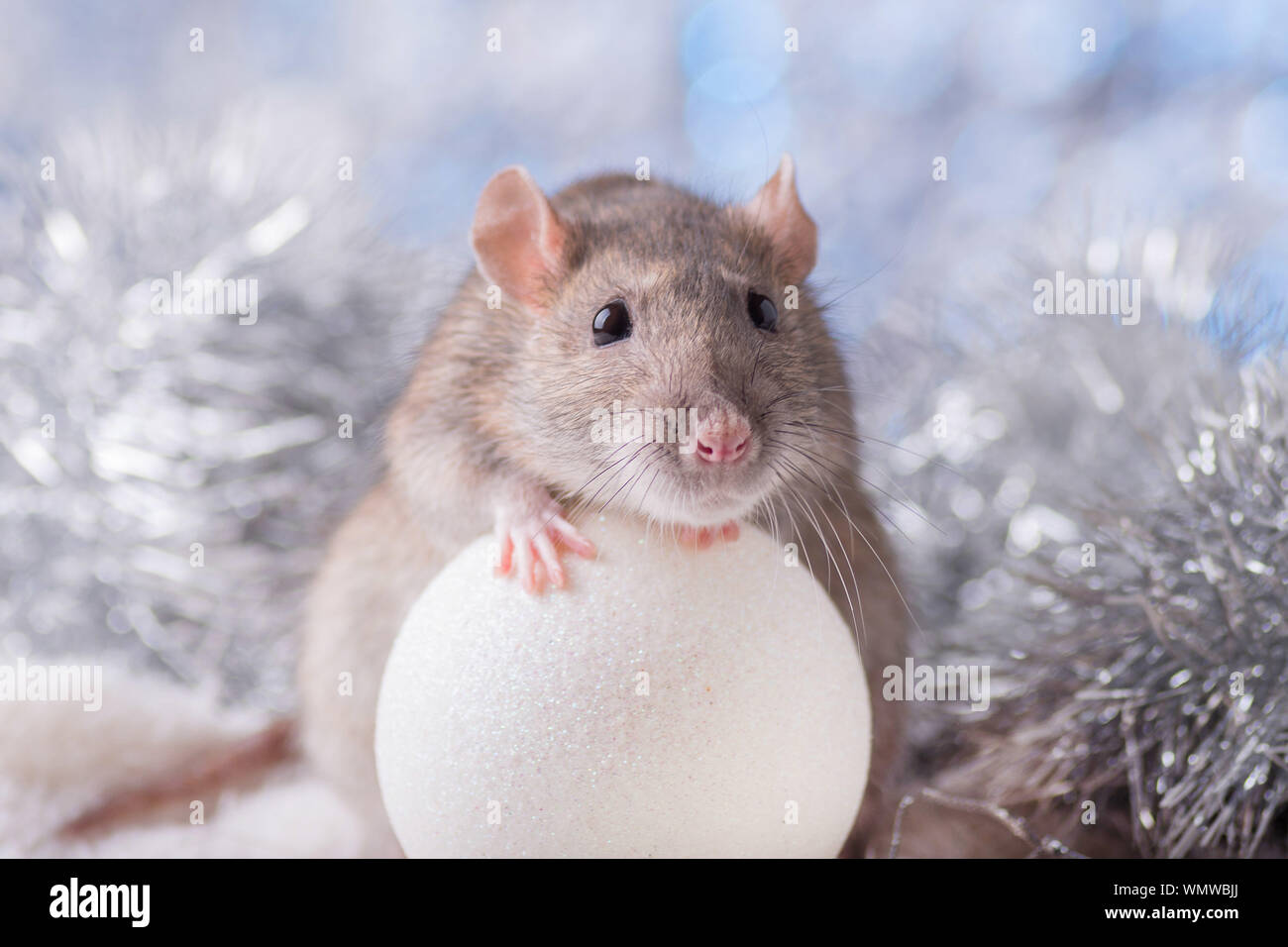 Neues Jahr Konzept. Cute white inländischen Ratte im Dekor ist ein neues Jahr. Symbol für das Jahr 2020 ist eine Ratte. Geschenke, Spielzeug, Girlanden, Weihnachtsbaum, Zweige Stockfoto