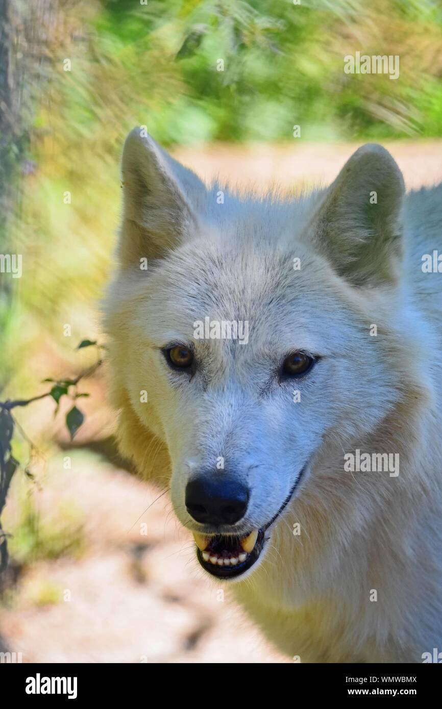 White Wolf im Osten Kanadas. Stockfoto