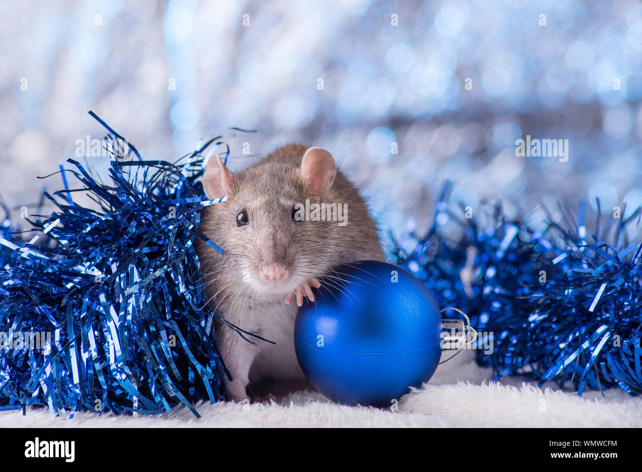 Neues Jahr Konzept. Cute white inländischen Ratte im Dekor ist ein neues Jahr. Symbol für das Jahr 2020 ist eine Ratte. Geschenke, Spielzeug, Girlanden, Weihnachtsbaum, Zweige Stockfoto